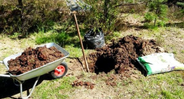 Jak správně zasadit jabloň do jílovité půdy, potřebné materiály a nástroje